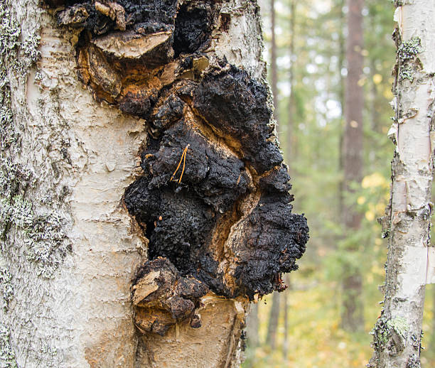 organic Chaga mushroom