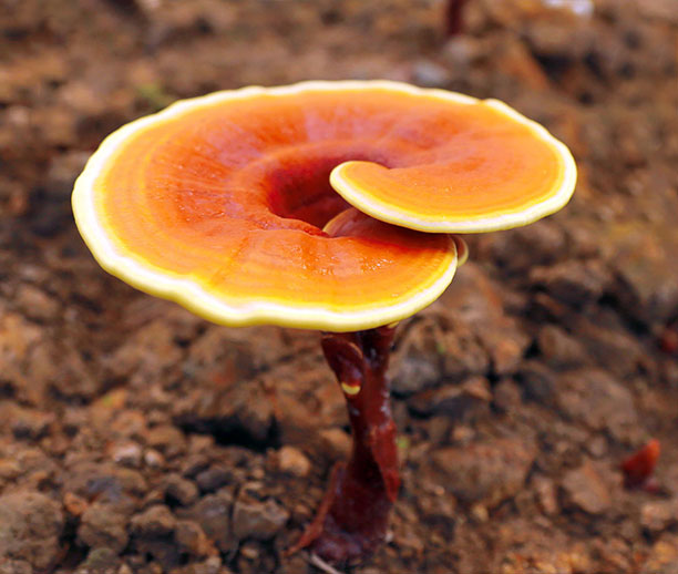 organic red reishi