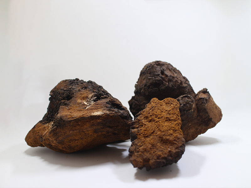 chaga