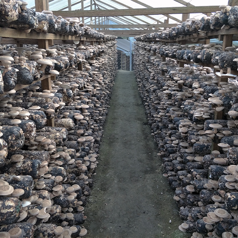 Organic Shiitake farm