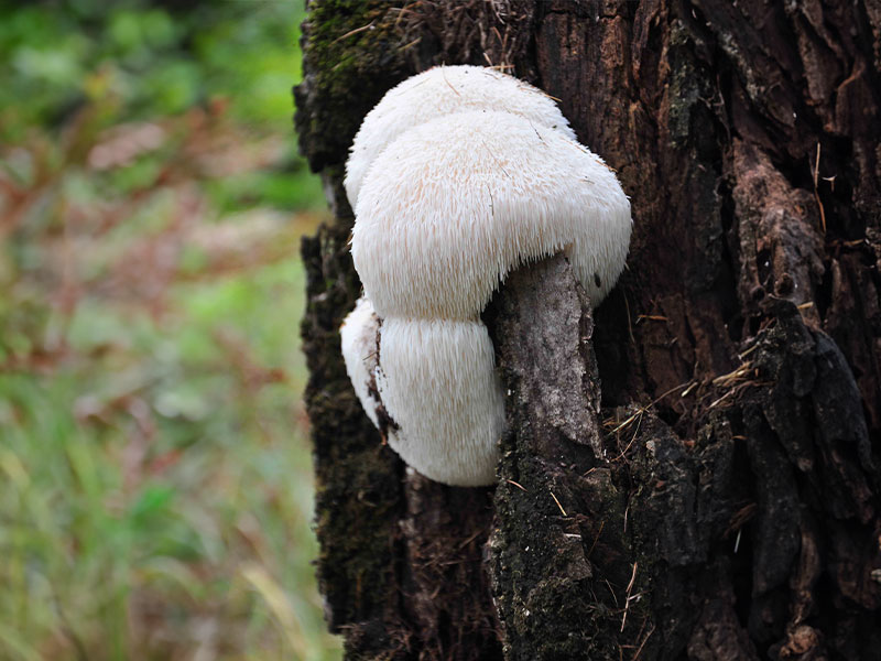 lion's mane