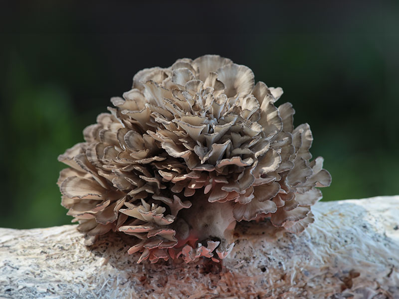 maitake