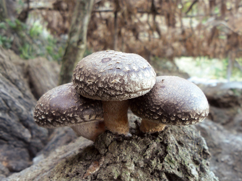 Shiitake