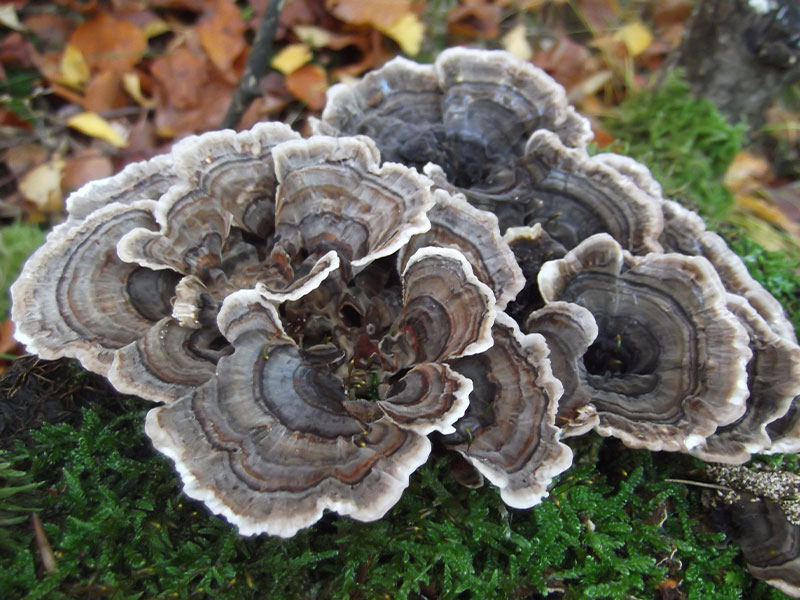 Turkey tail